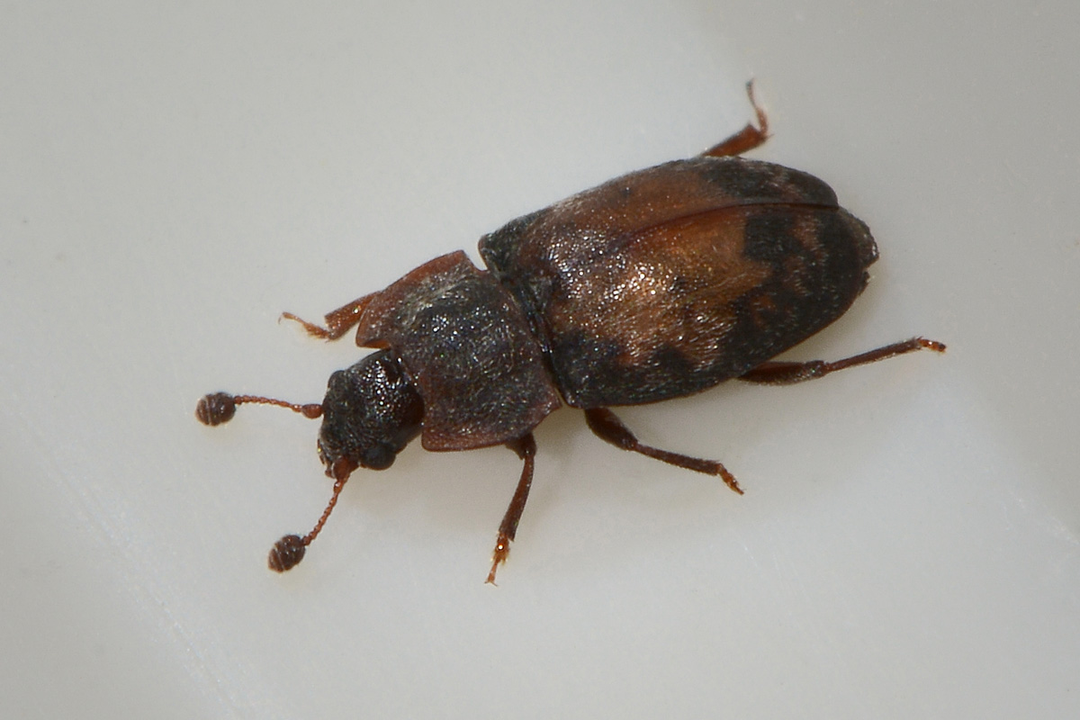 Omosita discoidea - Nitidulidae